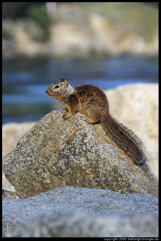 Point Lobos. CA, Aug 2000